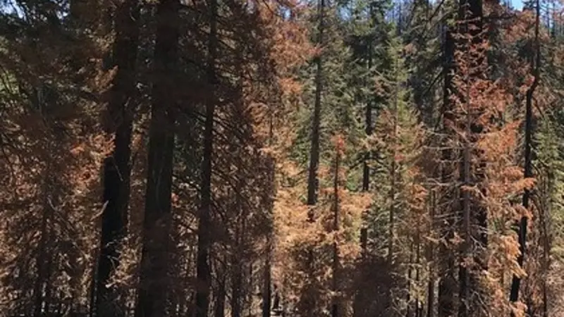 After the Creek Fire