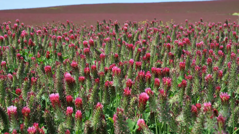A field of red clover blooms in Yamhill County.
