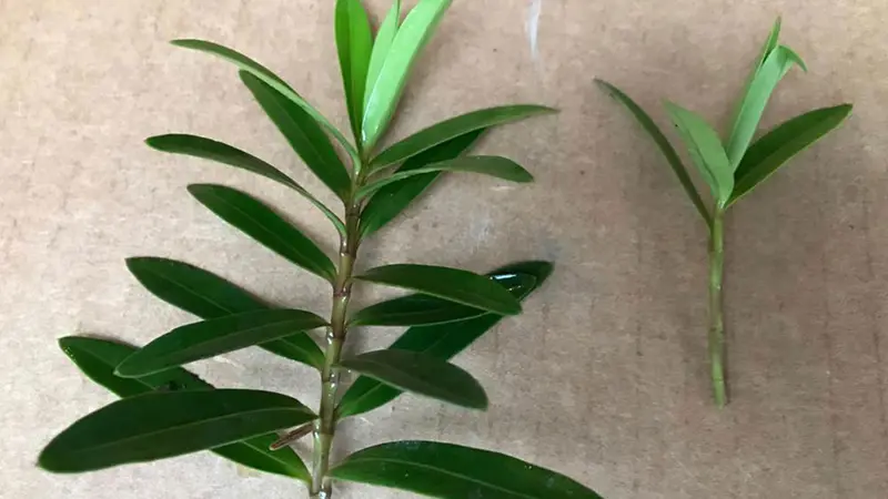plant cuttings