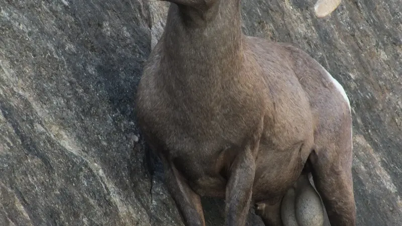 A bighorn ram perched on a cliff in Grand Canyon National Park. 