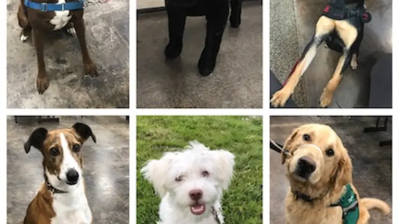 A collage of 6 photos of dogs who participated in the study, all of them very cute and very good boys and girls. 