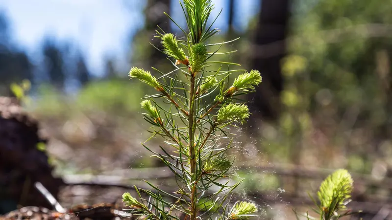 Douglas-fir seedling