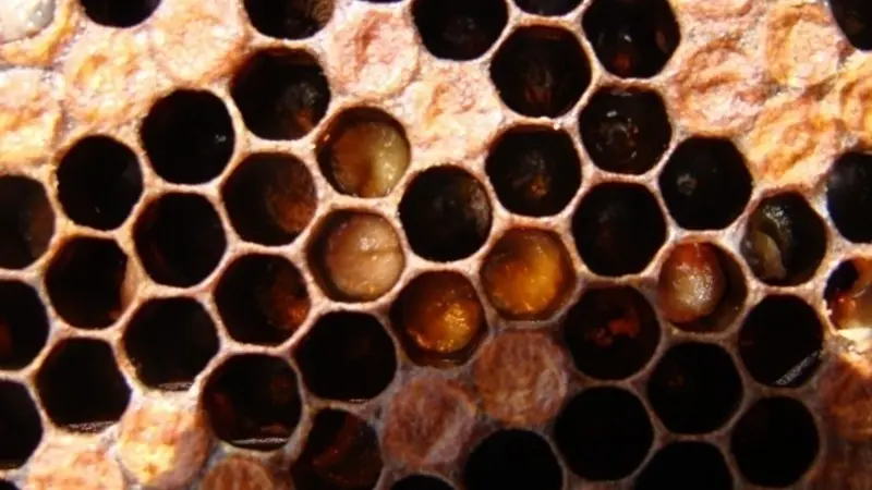 Image shows a closeup of the comb in a honey bee hive, but most of the cells are dark brown in color, indicating the larvae inside have been infected with European foulbrood disease and are dying.