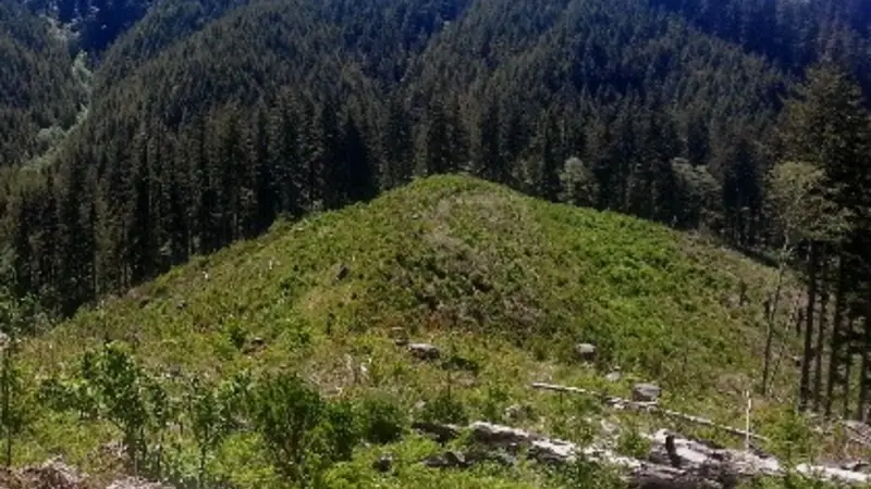 Elliott forest