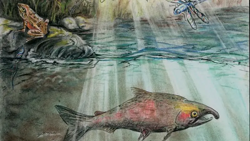 This illustration portrays the full picture of different species detected in a stream by analyzing environmental DNA. © Laura L. Hauck.