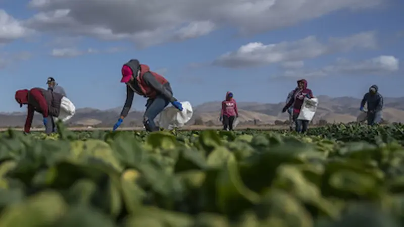 Workers in long pants and sleeves to protect against the sun stoop over a green field picking spinach in California