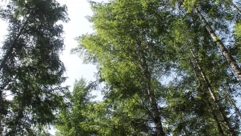Forest canopy, H.J. Andrews Experimental Forest