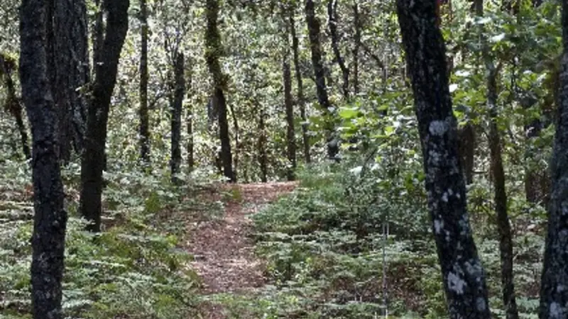 Ecotourism hiking trail in Oaxaca, Mexico (photo by Reem Hajjar, OSU College of Forestry).