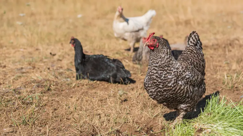 A flock of free-range laying hens graze on forage, food waste and insects. Photo by Alyson Yates.