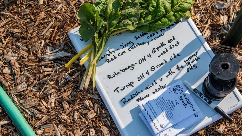 A planning board shows when and where vegetable seeds are being planted in a garden.