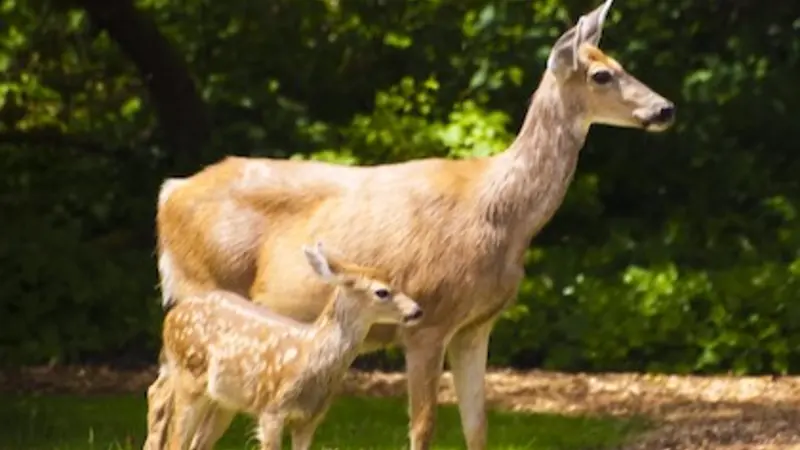 A doe and her white-spotted fawn stand close together in the sun against a background of bright green grass.