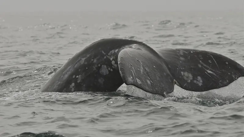 Iconic gray whale tail