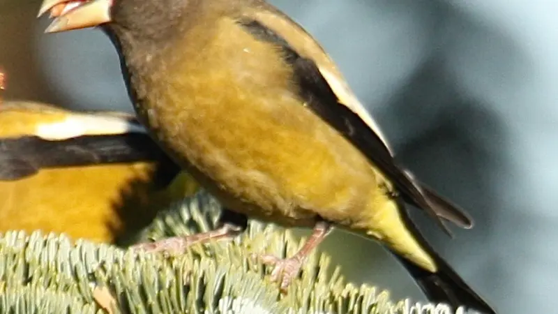 Male evening grosbeak