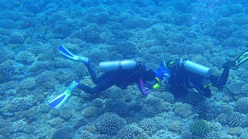 Cauliflower corals