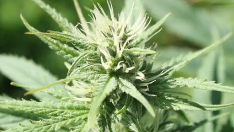 Hemp
