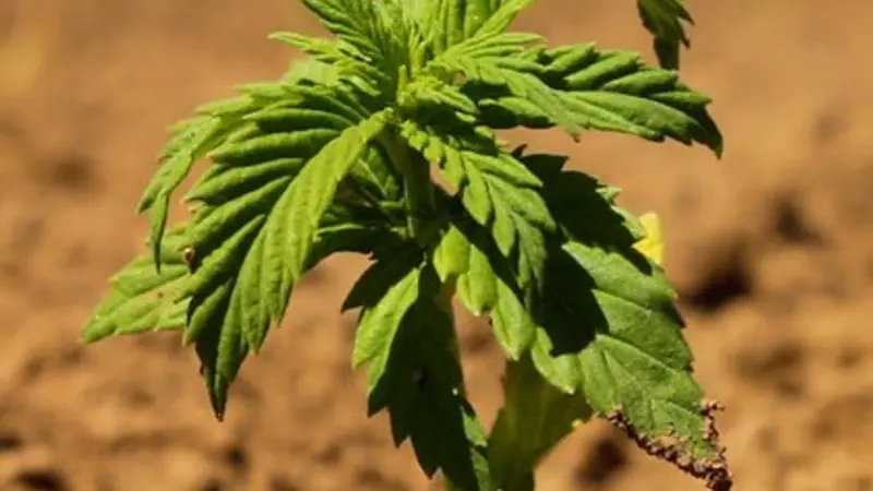 hemp plant