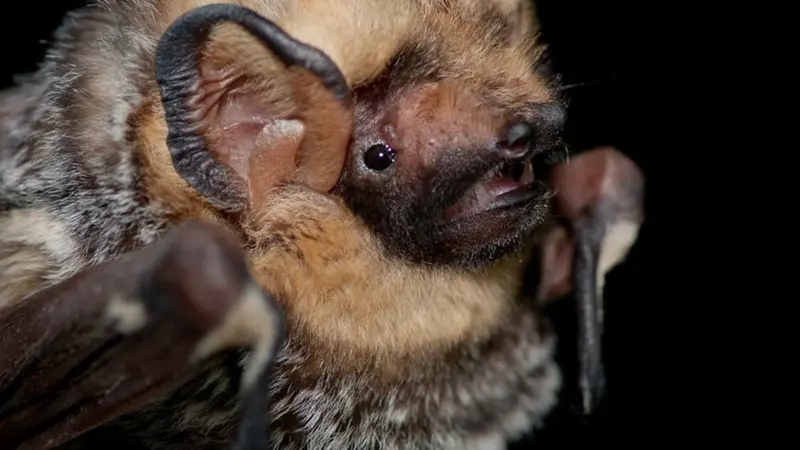 hoary bat