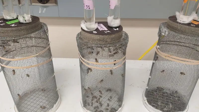 One cage from each of the three experimental groups in an Oregon State University honeybee study. The control cage on the far left has more live bees than the cages in which the bees were exposed to Sivanto (middle) and Transform (far right).