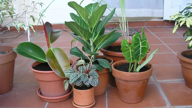 houseplants