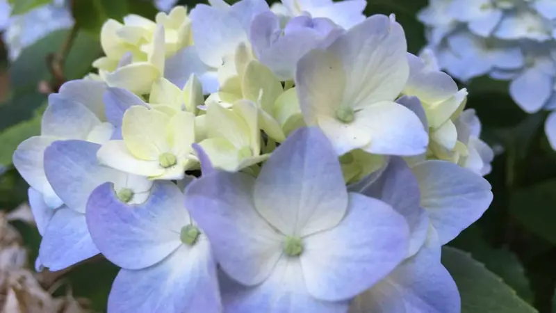 Hydrangea