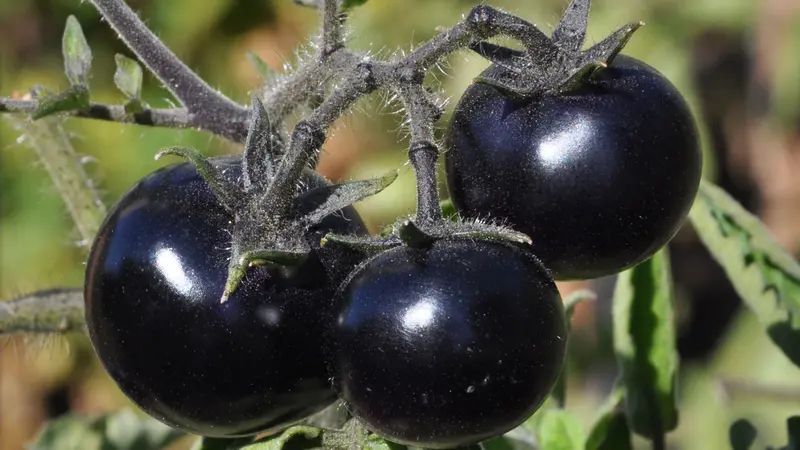  Indigo Rose tomatoes were developed by Jim Myers, a vegetable breeder at Oregon State University.