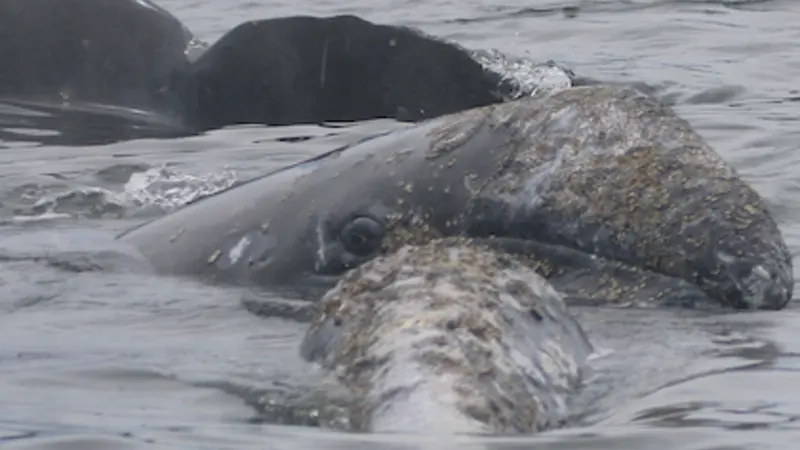 Close-up image of an adult female gray whale's head nuzzling up close to her calf in the water