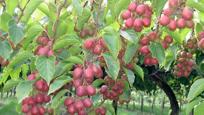 "Ananasnaya" is a hardy, fuzzy kiwifruit.
