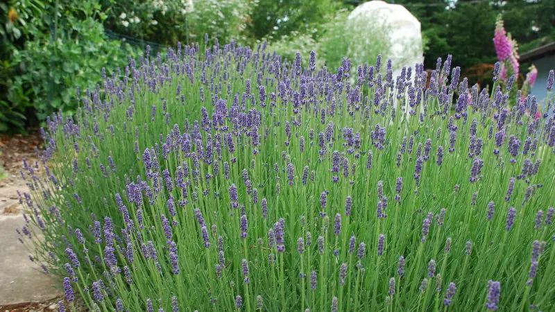 Lavender