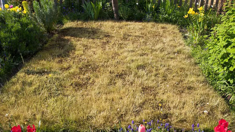 lawn