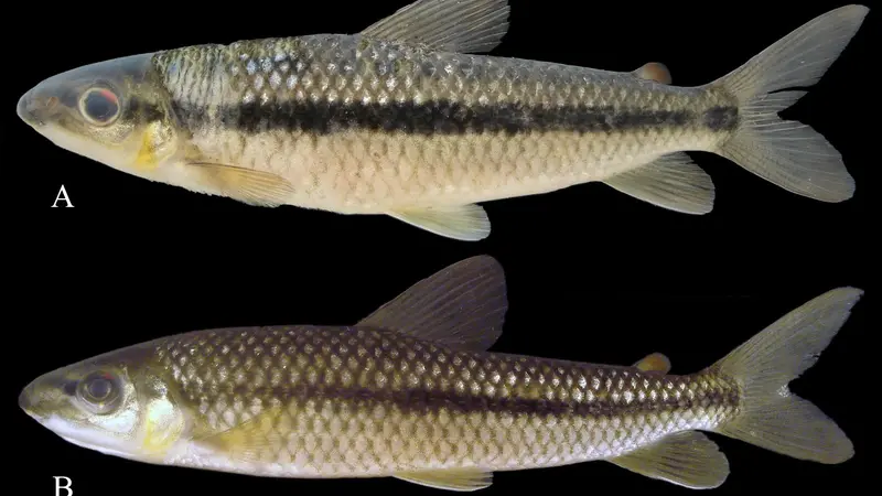 Sidlauskasi fish
