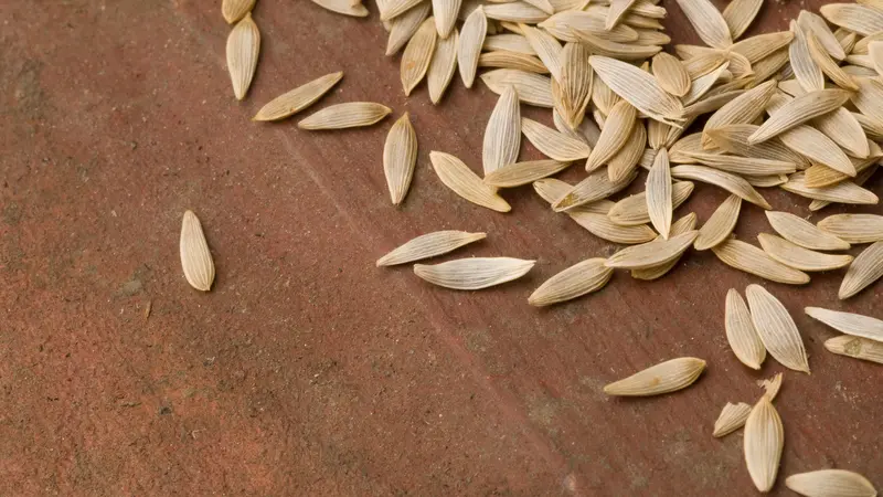 Lettuce seed