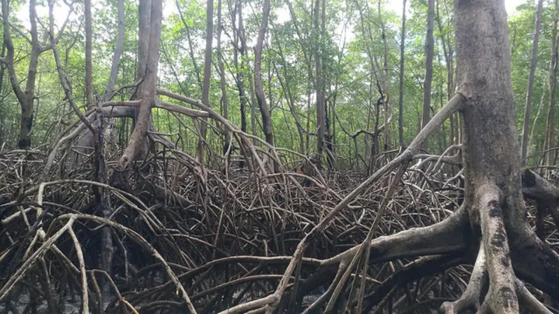 The Brazilian mangrove forest fringes the entirety of the Atlantic Coast at the mouth of the Amazon River