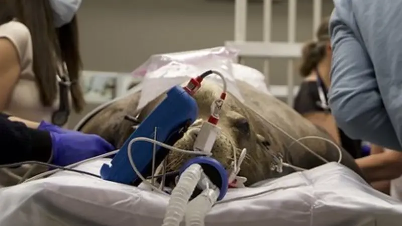 Max the sea lion getting ready for his CT scan