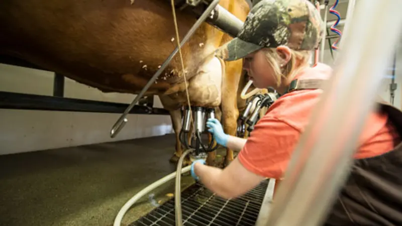 Oregon State University student attaches a milking machine to a cow in the OSU Dairy Research Center.