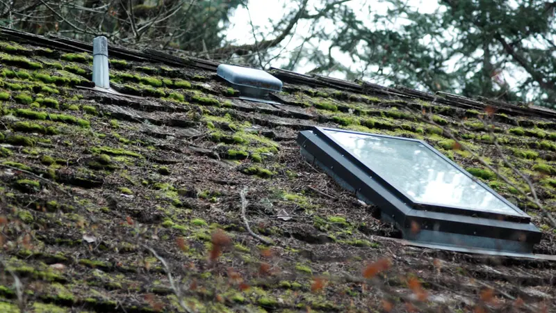 Moss on roof