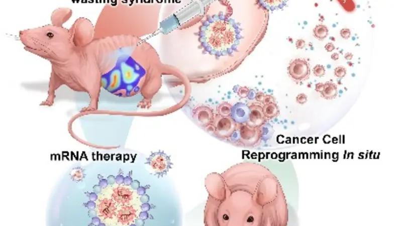 Graphic depicting therapy in mouse model
