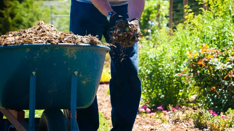 A person is bent over holding mulch with two hands, ready to place it on the ground in a garden.