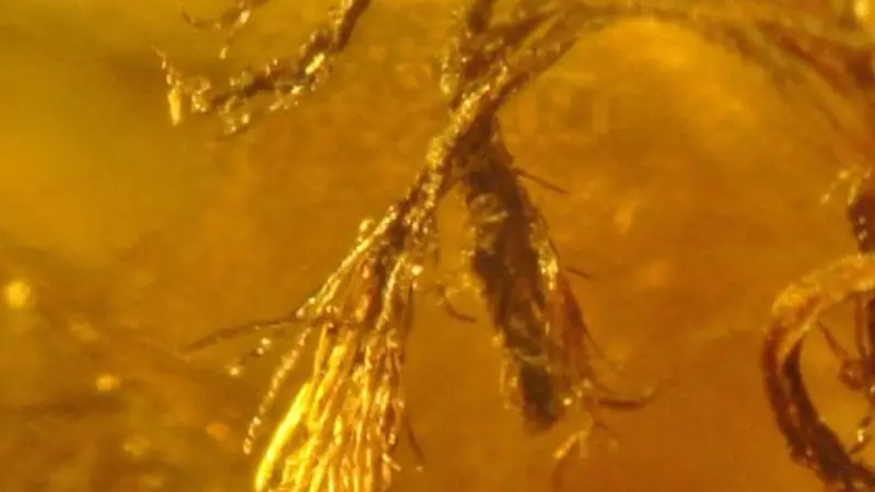 fossilized needles at tip of stems