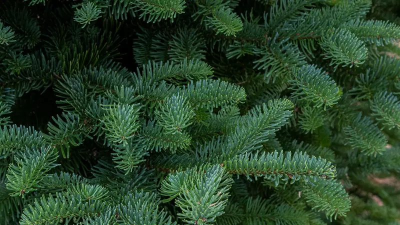 Green needles of the Noble fir, which are used as Christmas trees.