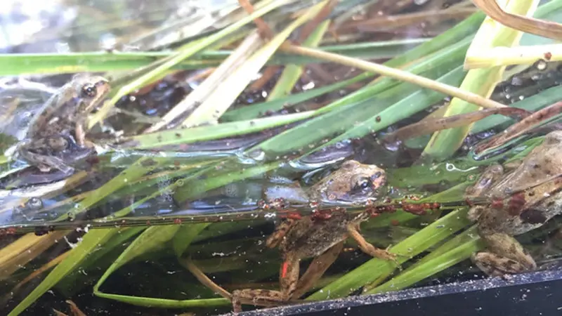 Juvenile northern red-legged frogs raised in terrariums at Oregon State University