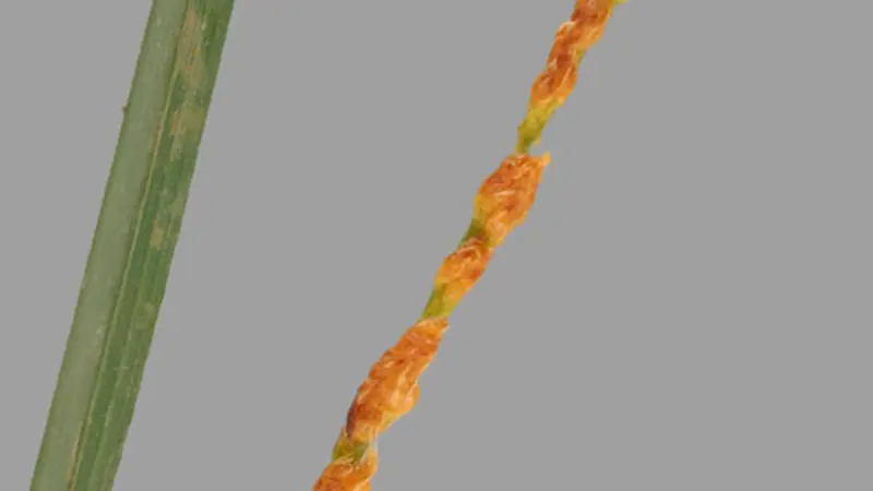 Orchardgrass infected by a non-toxic species of Rathayibacter