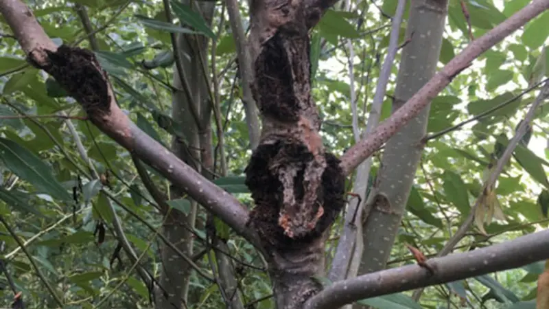 Black cottonwood poplar trees are vulnerable to a pathogen known as Septoria that causes cankers to grow on the stem and branches