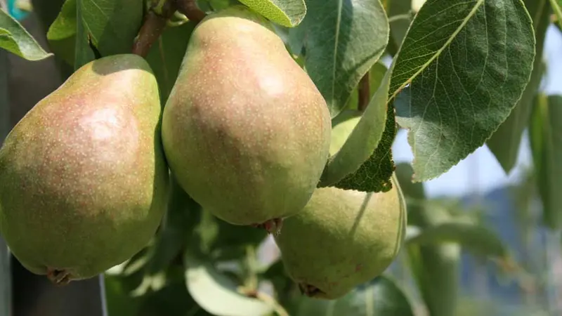 Pears on the tree.