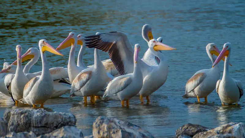 white pelicans