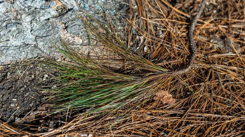 pine needles do not make the soil more acidic. Photo by Hope Stephens.