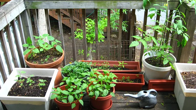 Vegetables in pots