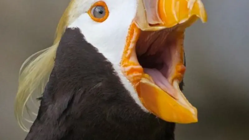 tufted puffin
