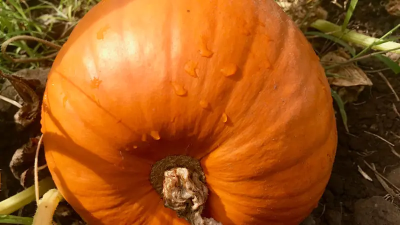 pumpkin