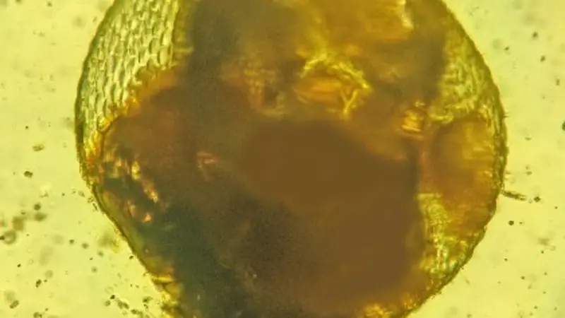 Palaeotanyrhina exophthalma 