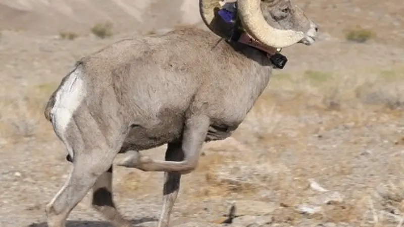 Bighorn ram, photo by Birgitta Jansen, National Park Service.
